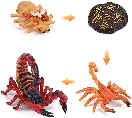Životinjski Crveni škorpion Ciklus ciklusa Crveni Scorpion Life Model - Set 4 komada prikazuje životni ciklus slatkog lososa