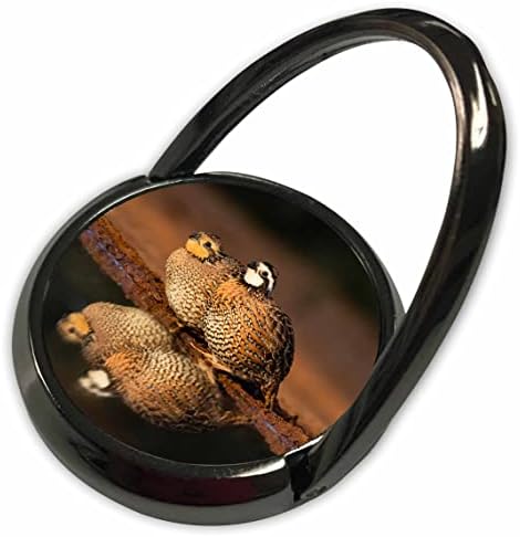 3Droza Danita Delimont - Ptice - sjeverne bobwhite quile par pijenja - telefonske prstenove
