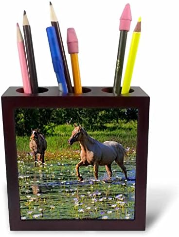 3dRose Danita Delimont-Konji-konji koji jedu lokvanja - držači olovki