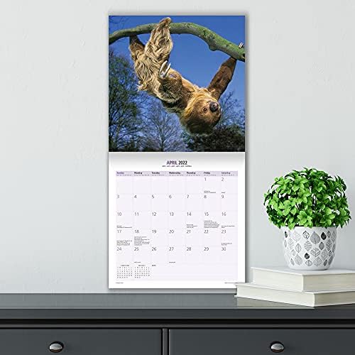 Magnetni i čelični Sloth 2022 Kalendar, 12 inča x 12 inča,