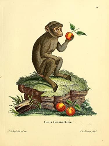 Barbary Macaque primate Monkey Vintage Wildlife učionica ured dekor Zoologija Antique Illustration Fine Art Print Poster - 12x16 - Archival Matte