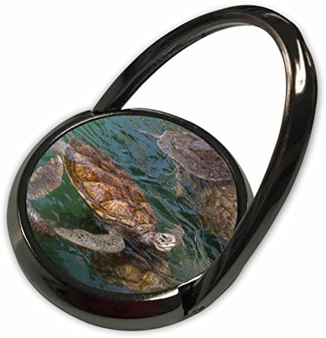 3Droza Danita Delimont - Morske kornjače - Grand Cayman, kornjačka farma, zelena morska kornjača - CA22 Jen0002 - Jim Engelbrecht - Telefonski prsten