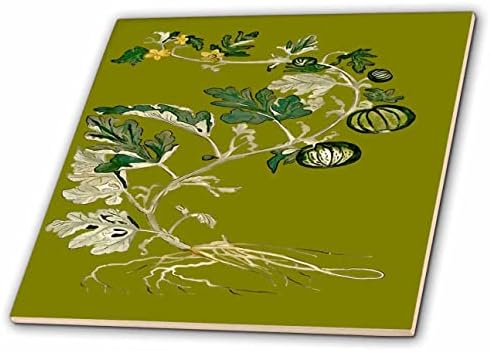 3drose Medljika dinja Vine Botanička Umjetnost Vector-Tiles