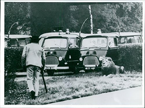 Vintage fotografija lava koji sjedi na travi razdjelnika puta.- Oktobar 1966