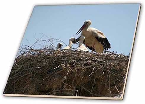 3dRose Taiche-fotografija-Roda-Roda i Storklets On the Nest-Tiles