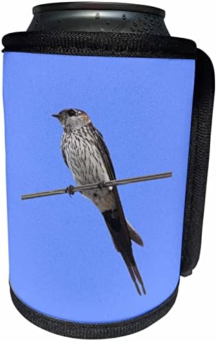 3droza ptica na žici crveno-rumpirana lastavica vektorske umjetnosti - može li hladnije flašice
